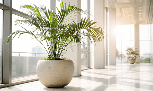 办公厅大陶瓷盆中的热带植物