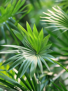 绿背景摄影照片_植物园热带棕榈绿干叶