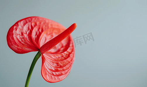 明亮色彩摄影照片_盛开的红掌花的特写