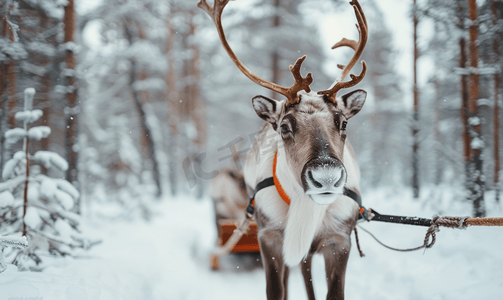 雪树林摄影照片_冬季森林中驯鹿雪橇的肖像