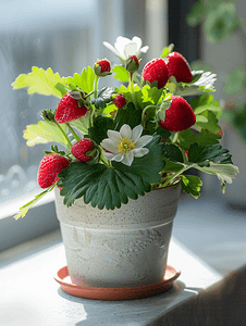 家里花园摄影照片_家里的花园架子上花盆里盛开的草莓