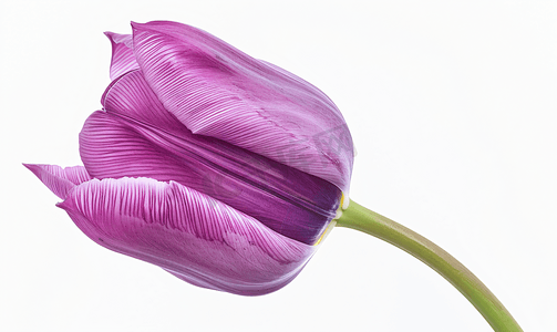紫色郁金香的头像