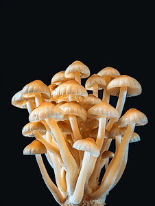 腌制蘑菇在黑色背景上被隔离腌制蜂蜜真菌