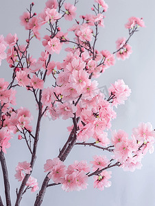 人工盛开的樱花树花卉背景
