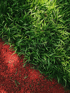 红色名片摄影照片_天然背景绿草阴影硬红色覆盖物园艺概念