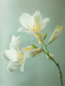精致小厨摄影照片_新鲜精致的白色小苍兰两朵花