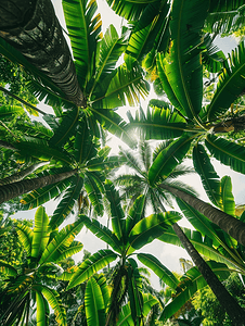 热带树木摄影照片_热带棕榈树的底部景观雨林的绿色叶子