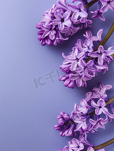 柔和的紫色渐变背景上的紫风信花平躺顶视图复制空间