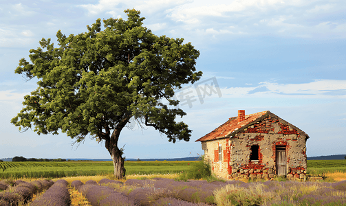 薰衣草田的老砖房和孤独的树