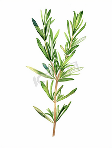 分支手绘摄影照片_迷迭香绿茎枝植物水彩插图路径包括