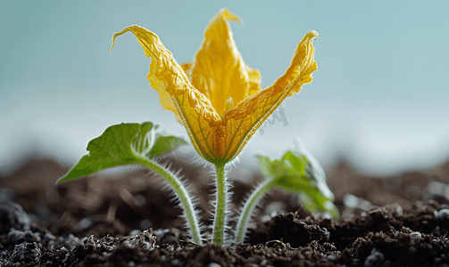 花卉图案摄影照片_蔬菜幼苗上的黄色南瓜花