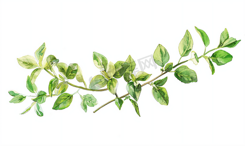 艺术马摄影照片_马郁兰绿茎枝植物水彩插图路径包括