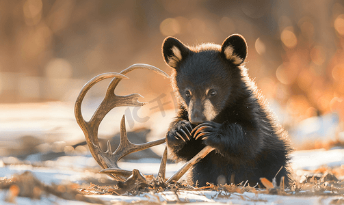 黑色的熊摄影照片_非常可爱的黑熊幼崽玩鹿角
