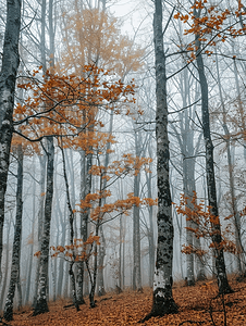 魔法摄影照片_查看树木上雾森林内部的垂直视图