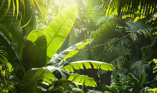 枝叶茂盛的大树摄影照片_热带花园中茂密的树叶香蕉和丛林植物自然背景