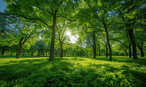 树木绿草摄影照片_透过树木观赏郁郁葱葱的春天景观