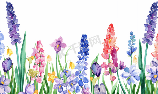 紫色花水彩摄影照片_春天水彩框架与风信子花