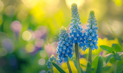 狗年吉祥紫色摄影照片_花园里的蓝色葡萄风信子花焦点柔和