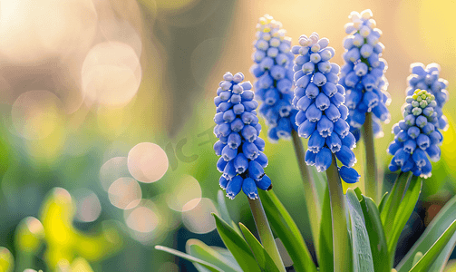 花园里的蓝色葡萄风信子花焦点柔和