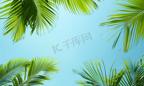 绿色棕榈树枝映衬着蓝天热带夏季假期概念背景