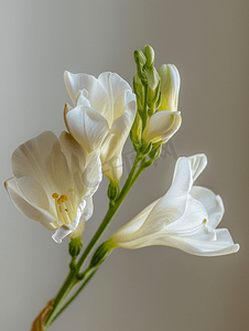 白色小插图摄影照片_新鲜精致的白色小苍兰两朵花