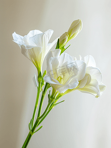 新鲜精致的白色小苍兰两朵花