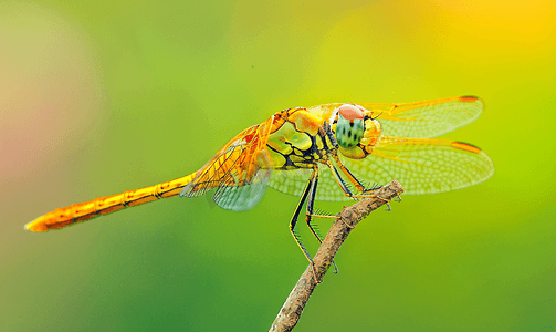 一只小蜻蜓坐在树枝上近距离拍摄蜻蜓的微距照片