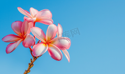 鸡蛋花非常美丽在泰国很受欢迎