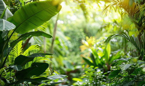 窗边海报背景摄影照片_热带花园中茂密的树叶香蕉和丛林植物自然背景