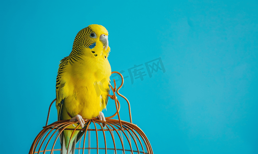 蓝色背景中黄波鹦鹉或鹦鹉坐在笼子上