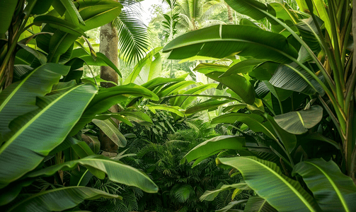 春节放假壁纸摄影照片_热带花园中茂密的树叶香蕉和丛林植物自然背景