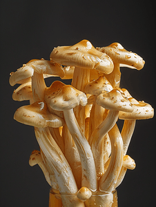 黑色背景中的腌制蘑菇腌制蜜环菌