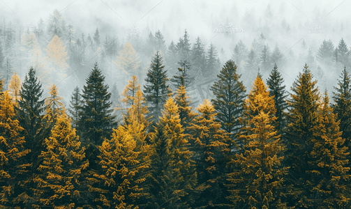 有创意的摄影照片_秋天的杉树森林背景有薄雾的天气自然户外景观
