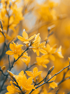 黄色盛开的连翘灌木背景选择性焦点