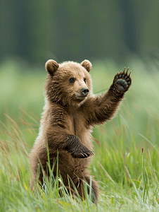 野生棕熊幼崽在草地上玩耍