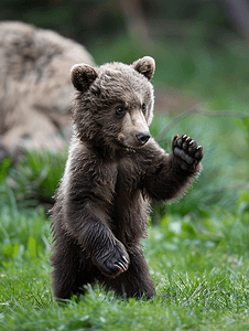 棕熊摄影照片_野生棕熊幼崽在草地上玩耍