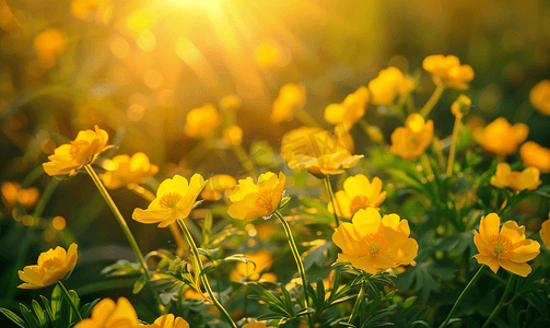 明媚春天摄影照片_美丽的黄色野花毛茛花在日落光自然背景中