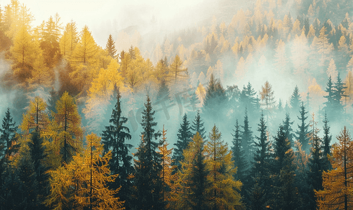 杉树摄影照片_秋天的杉树森林背景有薄雾的天气自然户外景观