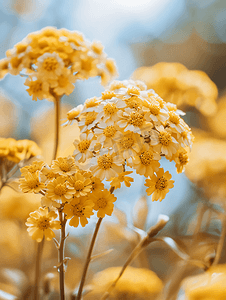 华丽的黄色欧蓍草花簇