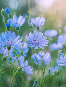 夏季草地上开花的蓝色普通菊苣