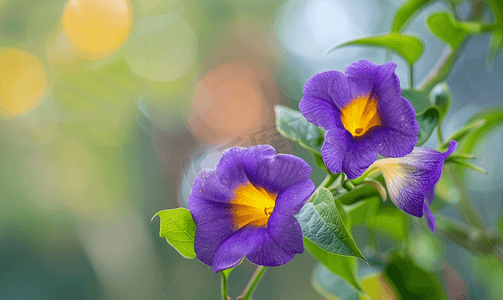 蓝色植物花卉摄影照片_紫花地丁花