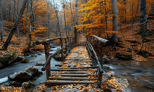 灌木丛景观摄影照片_秋季森林中横跨森林溪流的一座古老木桥