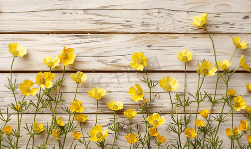 木墙背景上美丽的黄色野生毛茛花自然背景