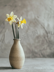 灰色背景中盛开的黄水仙或水仙花粘土花瓶