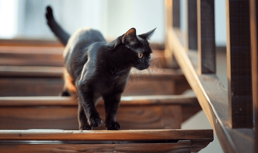 小猫跳跃摄影照片_一只黑色图案的泰国猫走上楼梯的特写