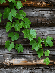 葡萄叶子摄影照片_房子的木墙上的野葡萄绿叶