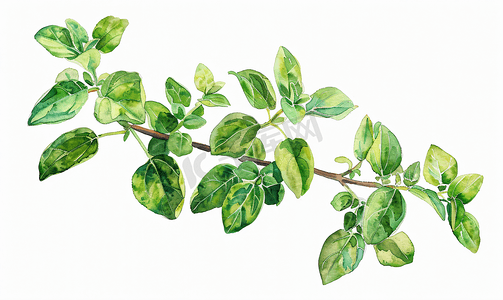 手繪水彩摄影照片_马郁兰绿茎枝植物水彩插图路径包括