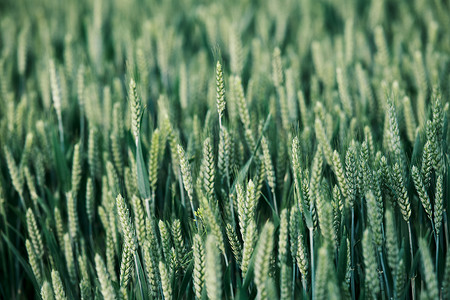 春天春季小麦近景摄影图