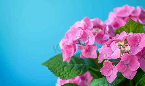 蓝色背景中美丽绽放的粉色绣球花带复制空间