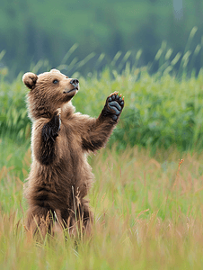 野生棕熊幼崽在草地上玩耍